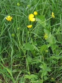 Pryskyřník prudký Friesův (Ranunculus acris subsp frieseanus)