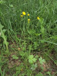 Pryskyřník prudký Friesův (Ranunculus acris subsp frieseanus)
