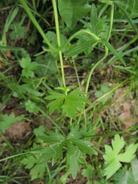 Pryskyřník prudký Friesův (Ranunculus acris subsp frieseanus)