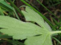 Pryskyřník prudký Friesův (Ranunculus acris subsp frieseanus)