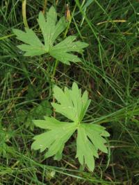 Pryskyřník prudký Friesův (Ranunculus acris subsp frieseanus)