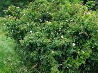 Růže polní žláznatá (Rosa agrestis var gizellae)