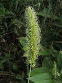 Bér zelený hustoklasý (Setaria viridis subsp pycnocoma)