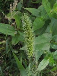 Bér zelený hustoklasý (Setaria viridis subsp pycnocoma)