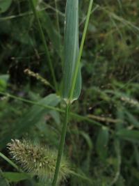 Bér zelený hustoklasý (Setaria viridis subsp pycnocoma)