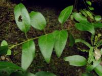 Barvínek větší (Vinca major subsp hirsuta)