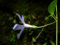 Barvínek větší (Vinca major subsp hirsuta)