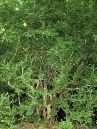 Zimostráz kolchidský (Buxus colchica)