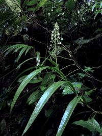 Xiphidium (Xiphidium caeruleum)