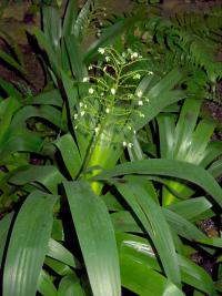 Xiphidium (Xiphidium caeruleum)