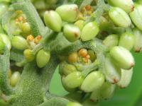 Xiphidium (Xiphidium caeruleum)