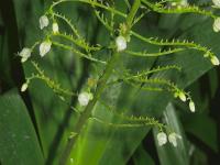 Xiphidium (Xiphidium caeruleum)