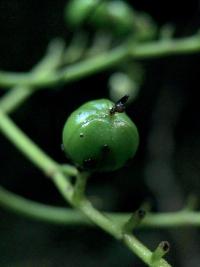 Xiphidium (Xiphidium caeruleum)