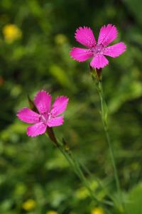 Hvozdík kropenatý (Dianthus deltoides)