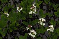 Vachta trojlistá (Menyanthes trifoliata)