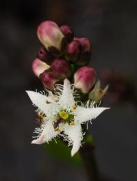 Vachta trojlistá (Menyanthes trifoliata)