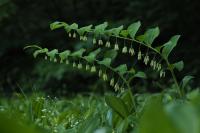 Kokořík mnohokvětý (Polygonatum multiflorum)