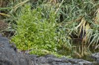 Rozrazil drchničkovitý (Veronica anagalis aquatica)