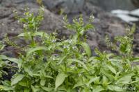 Rozrazil drchničkovitý (Veronica anagalis aquatica)