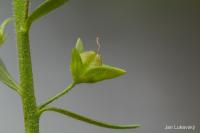 Rozrazil drchničkovitý (Veronica anagalis aquatica)