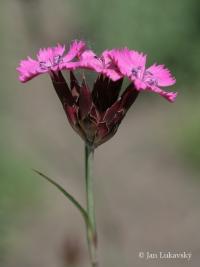 Hrozdík amurský (Dianthus amurensis)