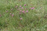 Hvozdík kropenatý (Dianthus deltoides)