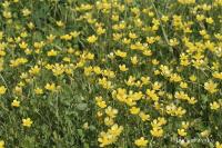 Pryskyřník plazivý (Ranunculus repens)