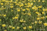 Pryskyřník plazivý (Ranunculus repens)