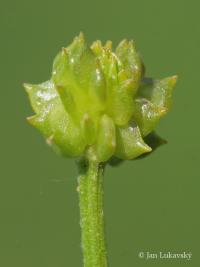 Pryskyřník plazivý (Ranunculus repens)