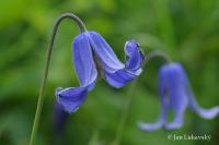Plamének celolistý (Clematis integrifolia)