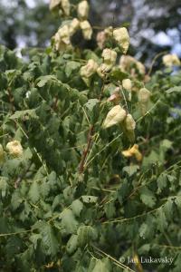 Svitel latnatý (Koelreuteria paniculata)