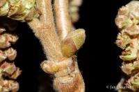 Líska turecká (Corylus colurna)