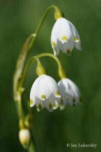 Bledule letní (Leucojum aestivum)