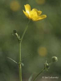 Pryskyřník prudký (Ranunculus acris)