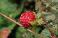 Jahodka indická (Duchesnea indica)