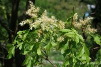 Jasan zimnář (Fraxinus ornus)