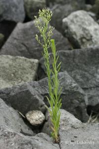 Turanka kanadská (Conyza canadensis) Turanka kanadská (Conyza canadensis)