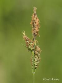 Ostřice plstnatá (Carex tomentosa)