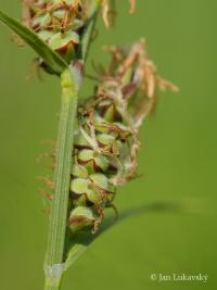 Ostřice plstnatá (Carex tomentosa)