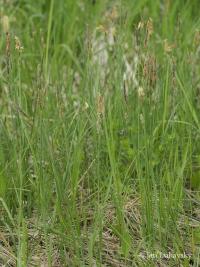 Ostřice plstnatá (Carex tomentosa)