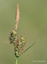 Ostřice plstnatá (Carex tomentosa)