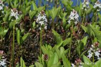 Vachta trojlistá (Menyanthes trifoliata)