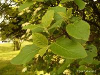 Kalina tušalaj (Viburnum lantana)