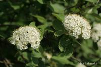 Kalina tušalaj (Viburnum lantana)