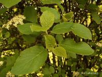 Kalina tušalaj (Viburnum lantana)