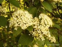 Kalina tušalaj (Viburnum lantana)