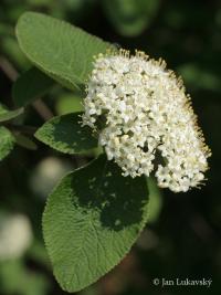 Kalina tušalaj (Viburnum lantana)