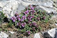 Mateřídouška časná (Thymus praecox)