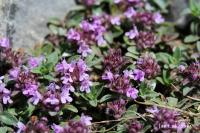 Mateřídouška časná (Thymus praecox)