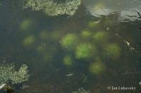 Žebratka bahenní (Hottonia palustris)
